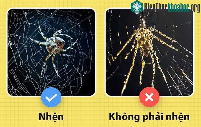 Khi cảm thấy gặp nguy hiểm, Cyclosa sẽ tạo ra một phân thân bằng chất nhày để thoát thân.