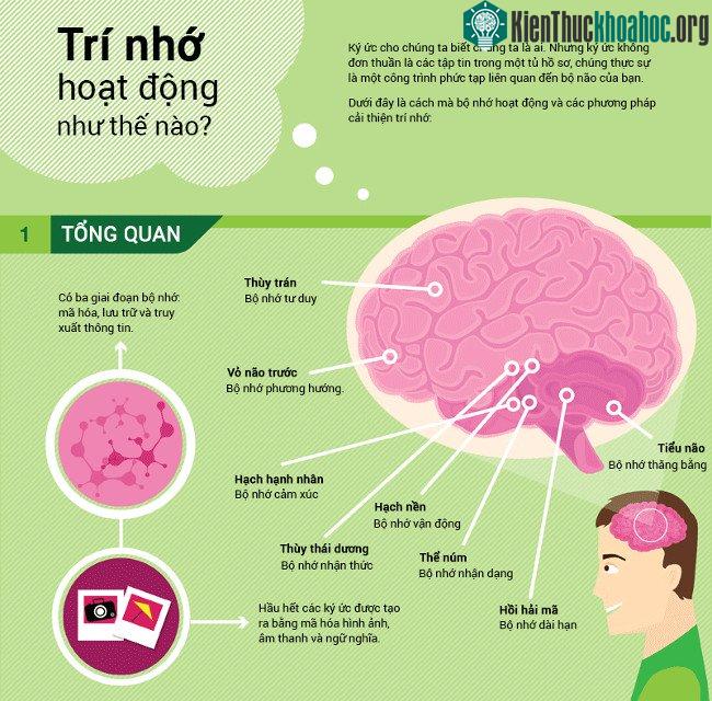 Có 3 giai đoạn bộ nhớ: mã hóa, lưu trữ và truy xuất thông tin.