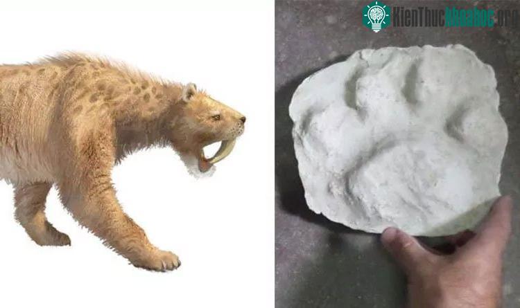 Đây là lần đầu tiên tìm thấy những dấu chân như này.