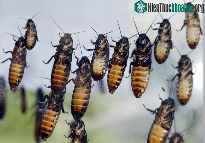 Các microcircuit được gắn vào một gián sống thông qua một thiết bị giống như balo nhỏ trên lưng.