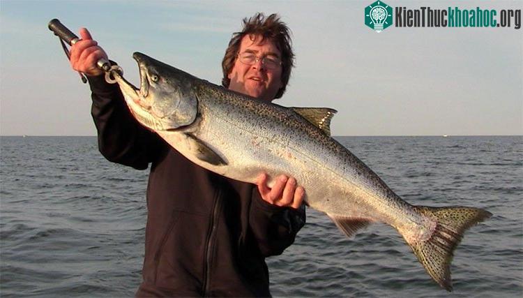 Câu được cá hồi khổng lồ, to như quái vật ở Mỹ.