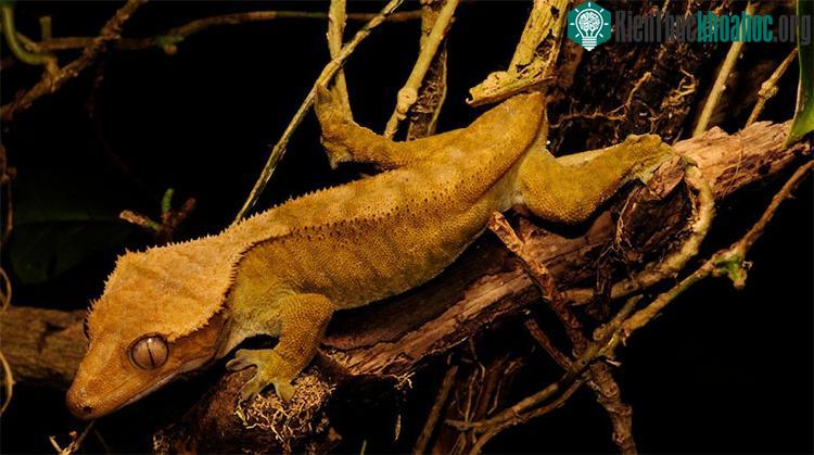 Tắc kè khổng lồ New Caledonian.