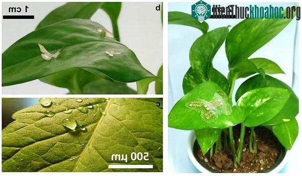 Các bộ cảm biến nhiệt độ và độ ẩm đặt trên lá cây