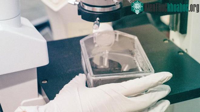 Protein GABP chính là tác nhân kích hoạt quá trình phân chia vô tận của tế bào ung thư.
