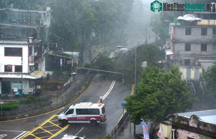Cây đổ ở Shek O. (Ảnh: Mathieu Brummer).