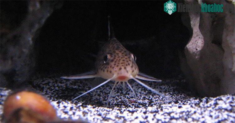 Cá mèo cu gáy lợi dụng cách bảo vệ con trong miệng của cá rô phi để buộc chúng nuôi con hộ.