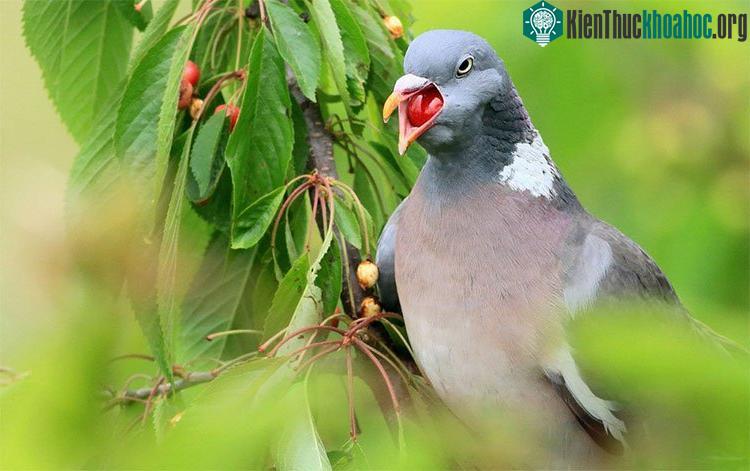 Một con chim bồ câu phồng mồm, trợn mắt chỉ để cố nuốt chửng một trái anh đào.