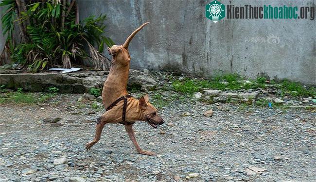 Chú chó hai chân với nghị lực người phải nể phục