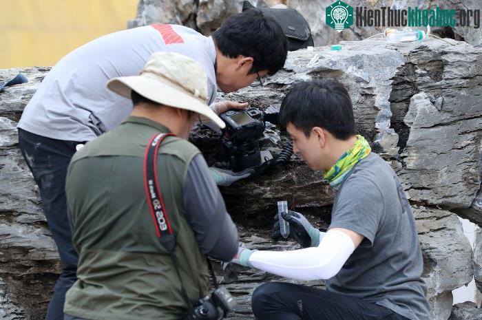 Ổ kiến lửa được phát hiện tại thành phố Daegu thuộc tỉnh Bắc Gyeongsang.