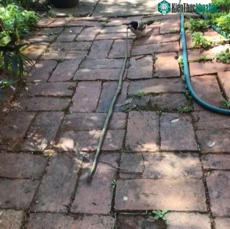 Nỗ lực kéo lê xác con mồi của nó trên mặt đất dường như không thành công vì rắn cây quá dài so với nó.