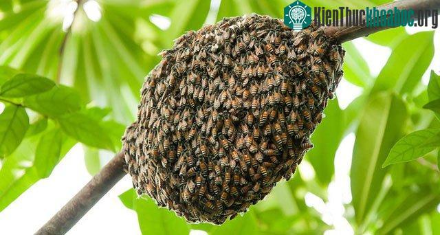 Lũ ong di chuyển hướng lên trên, san phẳng cụm và làm giảm sự đung đưa.