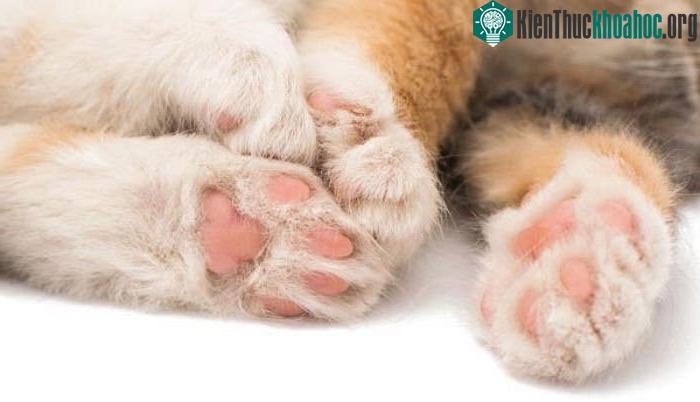 Mèo luôn sử dụng chân thuận để thực hiện các nhiệm vụ mang tính chất mạo hiểm.