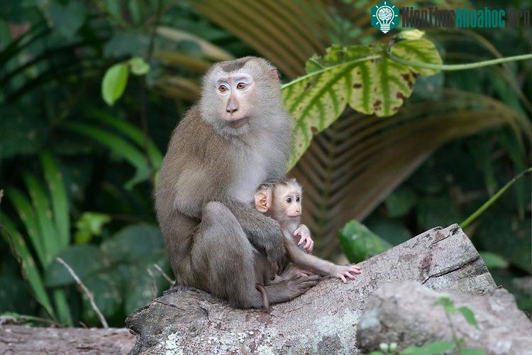 Khỉ đuôi lợn có bộ lông màu nâu nhạt