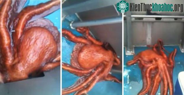 Bạch tuộc chui ra khỏi lỗ hẹp để quay về với đại dương.