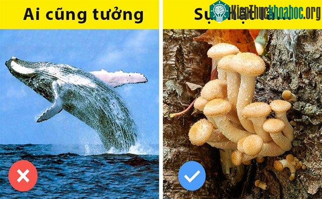 Sinh vật lớn nhất Trái đất không phải là cá voi xanh mà là một loại nấm.