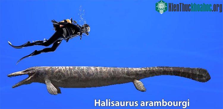 Halisaurus arambourgi