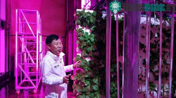 Ông Choi Jae Bean – giám đốc NextOn đang giải thích cách trang trại được vận hành. (Ảnh: Borneo Bulletin)