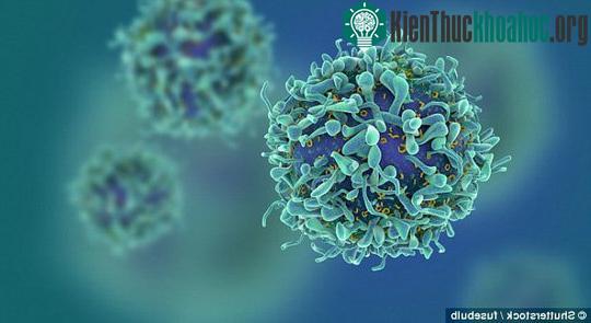 Thuốc chữa HIV mới có thể đánh thức các tế bào HIV "ngủ đông", dẫn dụ chúng ra khỏi nơi ẩn nấp để rồi bị tiêu diệt hoàn toàn - ảnh: SHUTTERSTOCK.