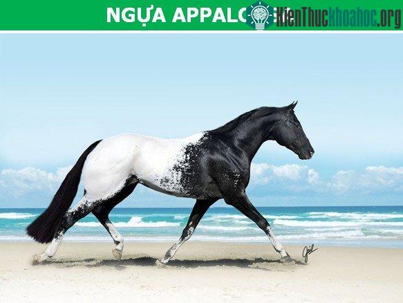 Ngựa Appaloosa