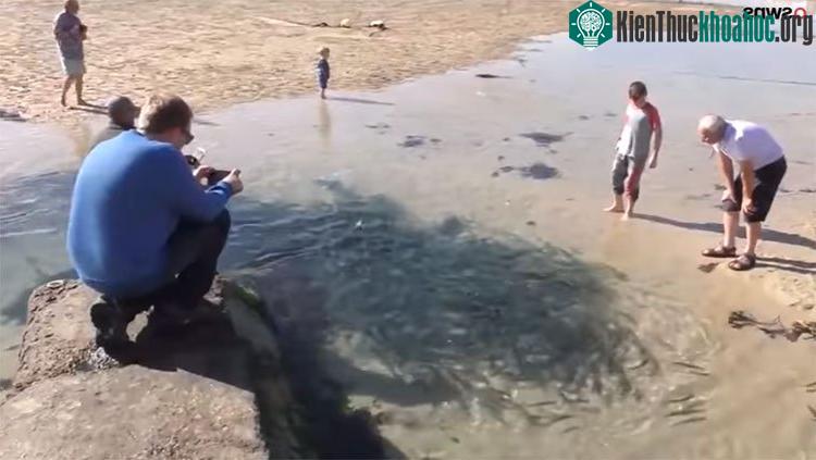 Nhiều người cho rằng có thể do cá heo truy đuổi nên chúng đã bơi vào đây.