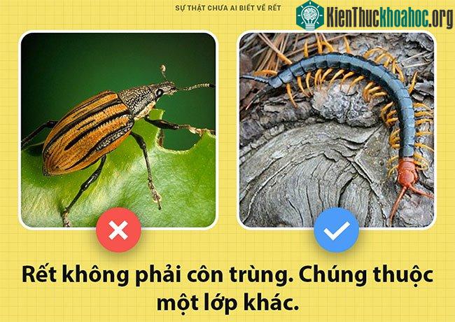 Rết không phải là côn trùng