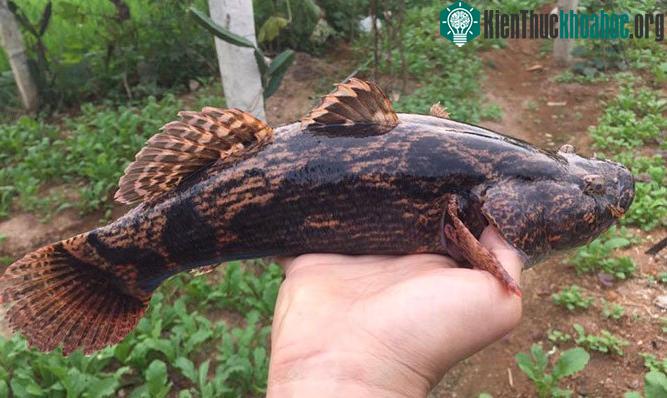Cá bống tượng có thân hình thoi tròn, da bóng, nhiều nhớt.