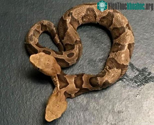 Một thân rắn có đến 2 cái đầu nên rất khó kiểm soát thân mình.