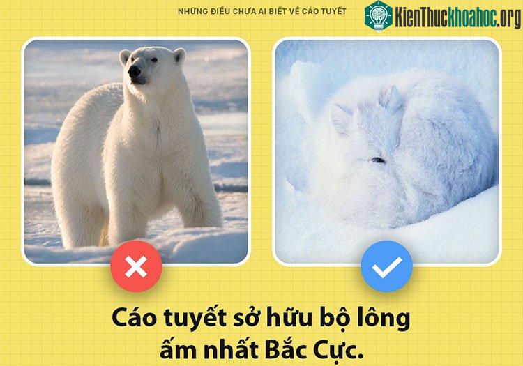 Cáo tuyết có bộ lông ấm áp nhất vùng cực