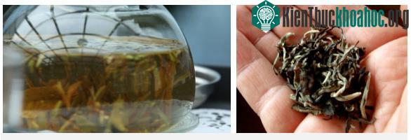 Bình trà Silver Tips Imperial, hay còn gọi là Oolong huyền bí.