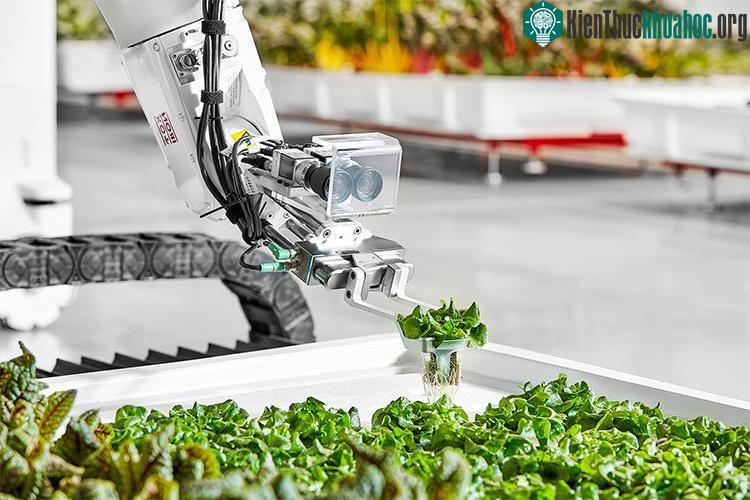 Robot Angus theo dõi cây trồng trong nông trại.