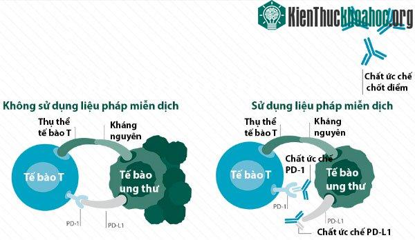Chất ức chế chốt điểm cắt đứt "giao tiếp ngầm" giữa tế bào ung thư và chốt kiểm miễn dịch. (Ảnh: CTCA).