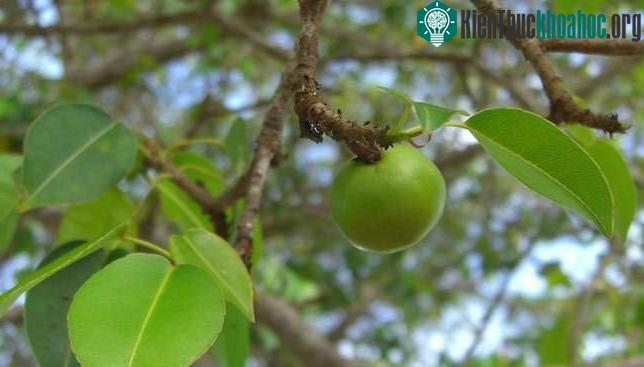 Cây này đặc biệt đáng sợ bởi mọi milimet trên "cơ thể" đều chứa cả kho chất độc.