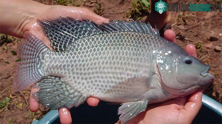 Nguy hiểm khi ăn phải cá rô phi nuôi trong môi trường không sạch.