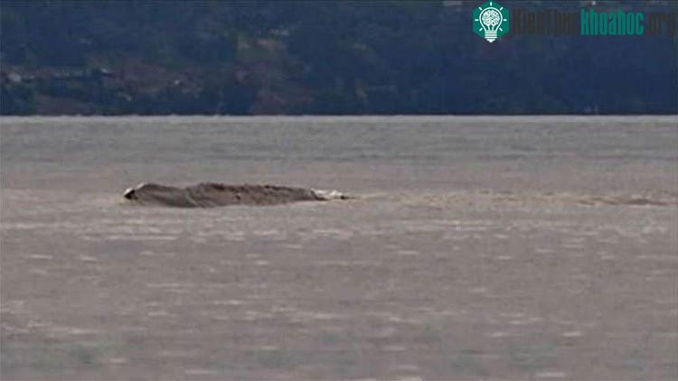 Sinh vật nghi là Ogopogo.