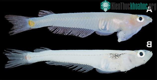 Cá bụng đầu Cửu Long