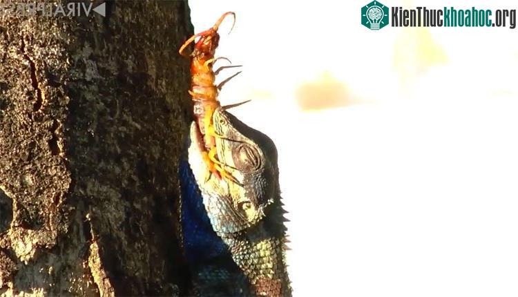 Tắc kè hoa lộn vòng xoay mặt hướng xuống đất và mất khoảng 5 phút để cắn con rết màu cam sáng.