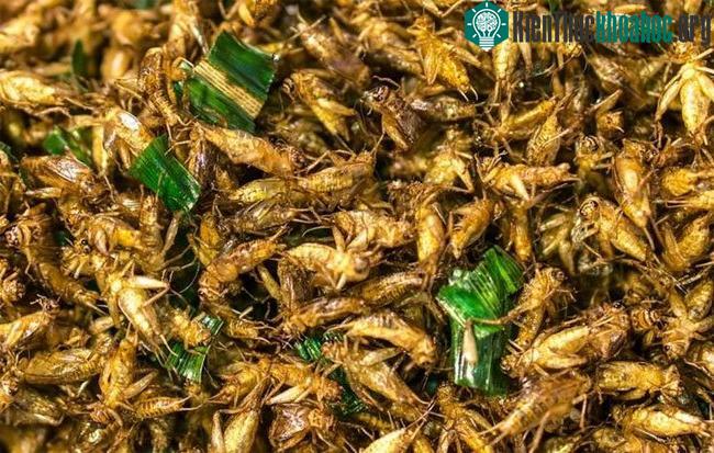 Côn trùng là nguồn cung cấp protein, vitamin, khoáng chất và chất béo khá tốt cho con người.