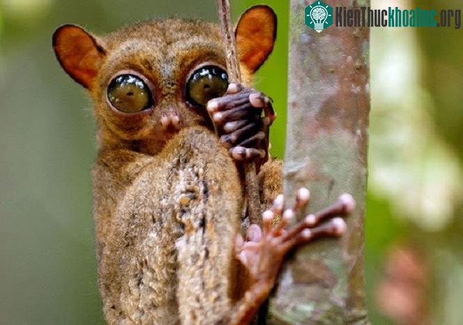 Loài Tarsiidae.