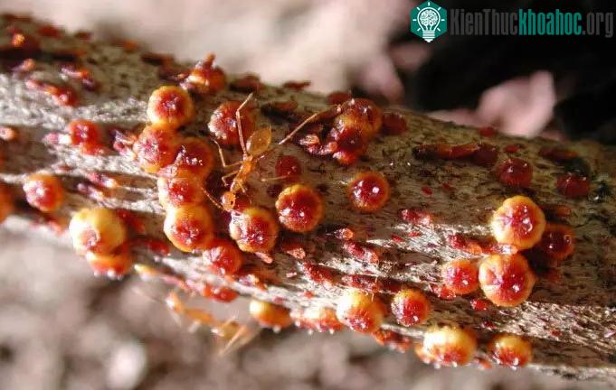 Kiến vàng - thủ phạm khiến cua đỏ phải khổ sở.