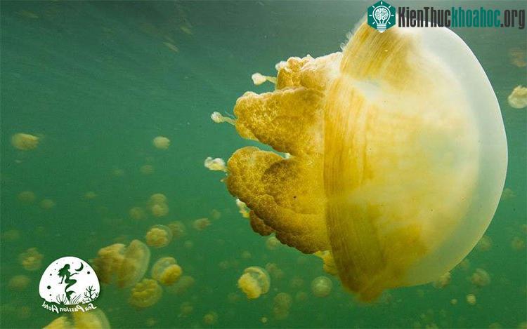 Sứa vàng bơi theo ánh sáng mặt trời trên Hồ Sứa, một hồ nước mặn ở Palau - (Ảnh từ Michael Melford, National Geographic Creative).