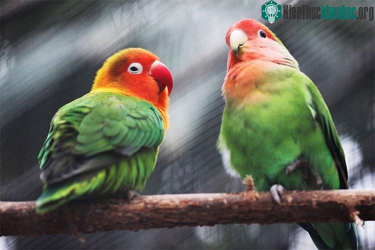 Kích thước vùng SpM ở vẹt lớn hơn từ 2 đến 5 lần các giống chim khác.