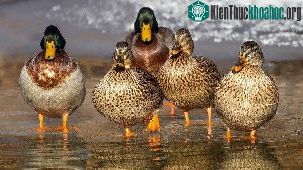 Việc vịt đánh hội đồng con bị thương có thể do vịt có tính xã hội phân cấp bậc.