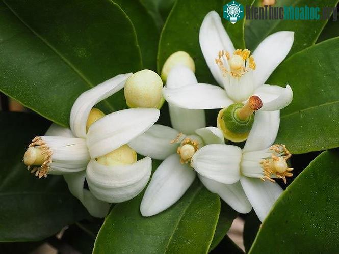 Thực vật điều chỉnh thời gian ra hoa bằng nhịp sinh học.