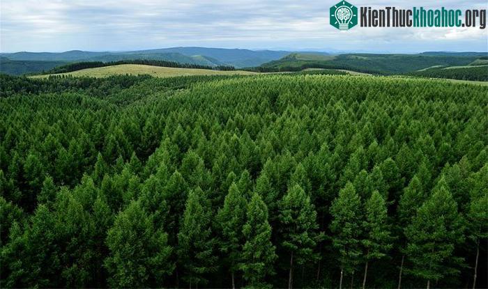 Thảm rừng xanh rộng tới 7400 ha phủ khắp sa mạc.