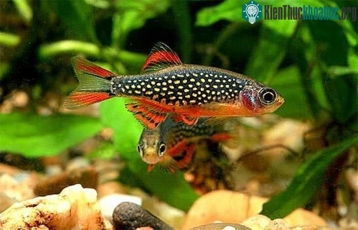 Loài cá galaxy cuốn hút người chơi cá cảnh bởi những chấm nhỏ li ti như ngọc trai trên mình
