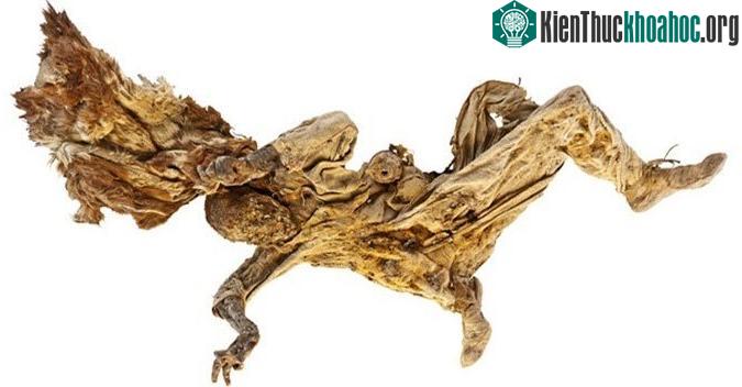 Xác ướp hoàn chỉnh nhất mà các nhà khảo cổ khai quật được.