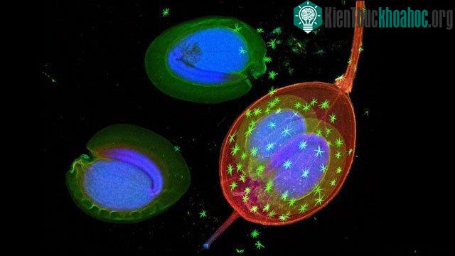 Hạt của Alyssum murale, một thực vật siêu tích tụ khác, hình ảnh ghi lại nhờ huỳnh quang tia X. Niken được thể hiện bằng màu xanh dương - (Ảnh của Antony van der Ent).