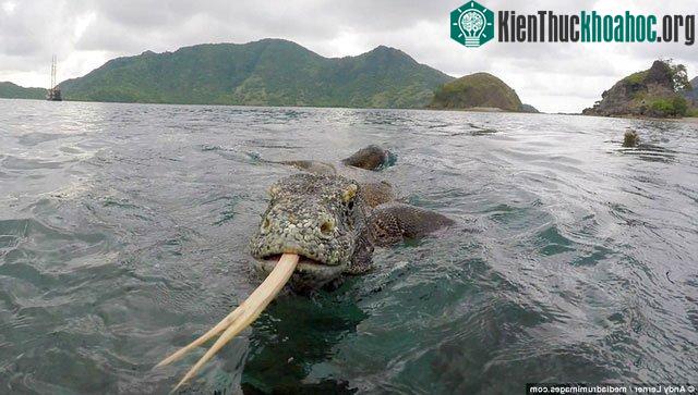 Cận cảnh một con rồng Komodo thè lưỡi dài bám theo du khách.