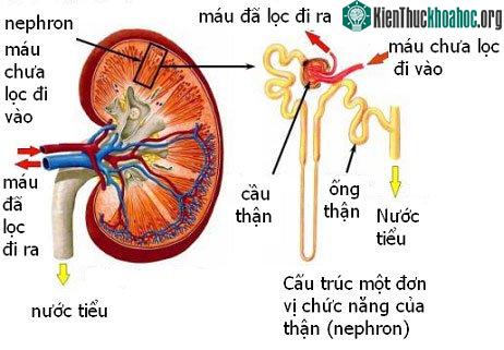 Mỗi quả thận của người được cấu tạo từ 1,2 triệu đơn vị thận (nephron).