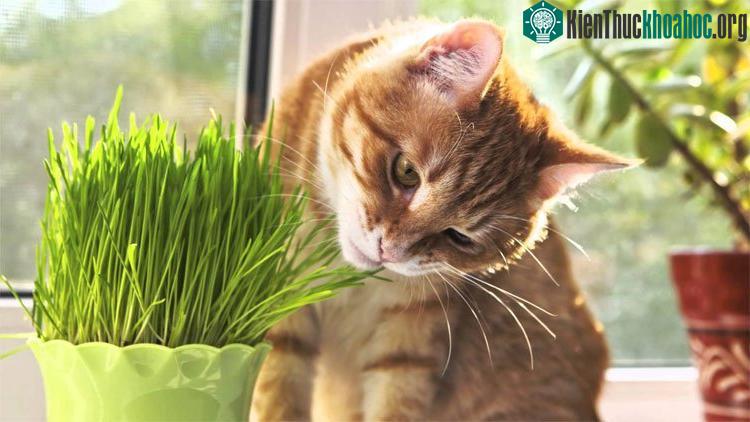 Việc nhai cỏ sẽ giúp mèo loại bỏ những vấn đề ở đường tiêu hoá.